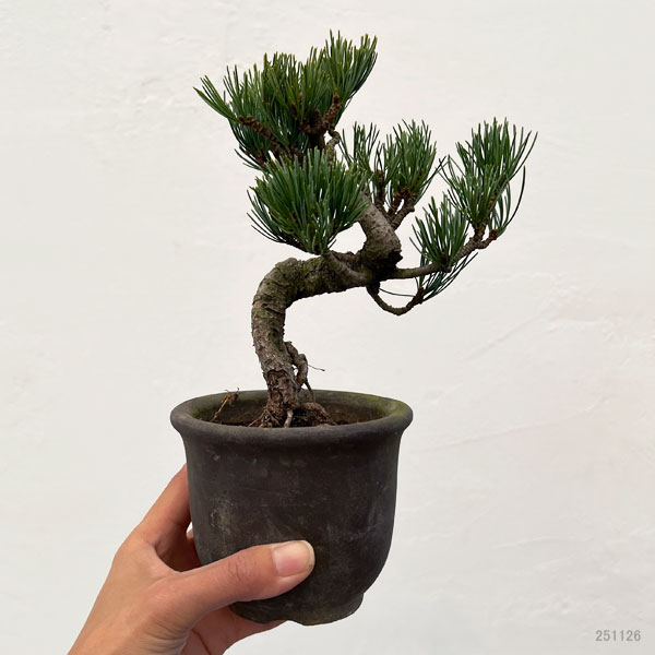 ゴヨウマツ（五葉松）：小品盆栽 25-04