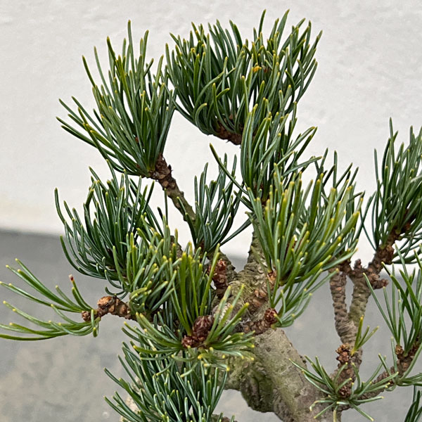 ゴヨウマツ（五葉松）：小品盆栽 25-04