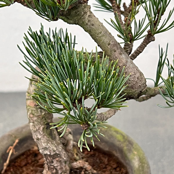 ゴヨウマツ（五葉松）：小品盆栽 25-04