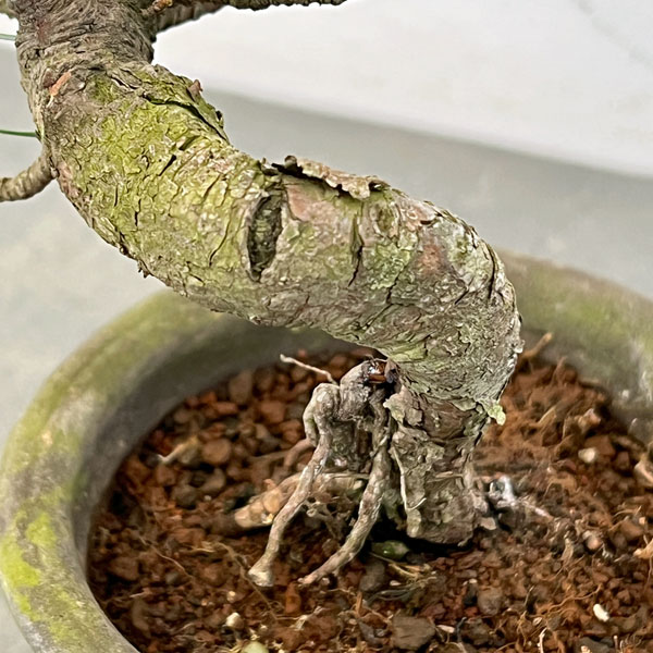 ゴヨウマツ（五葉松）：小品盆栽 25-04