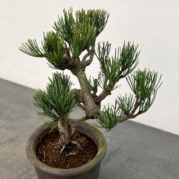 ゴヨウマツ（五葉松）：小品盆栽 25-04