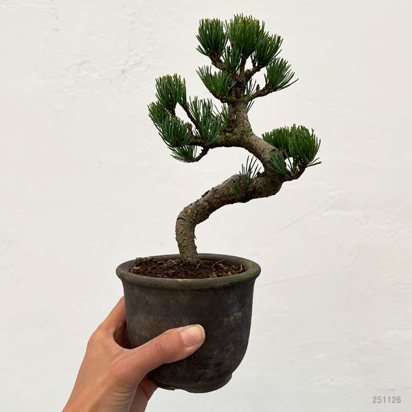 ゴヨウマツ（五葉松）：小品盆栽 25-05