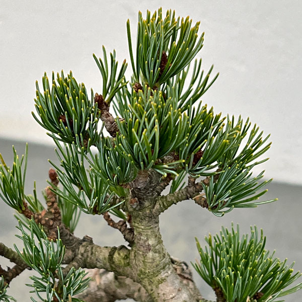 ゴヨウマツ（五葉松）：小品盆栽 25-05