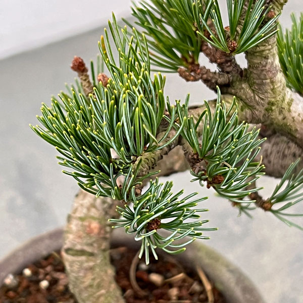 ゴヨウマツ（五葉松）：小品盆栽 25-05