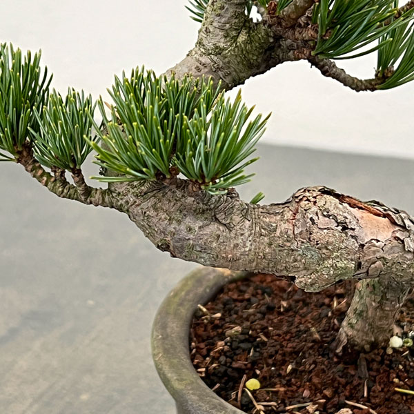ゴヨウマツ（五葉松）：小品盆栽 25-05