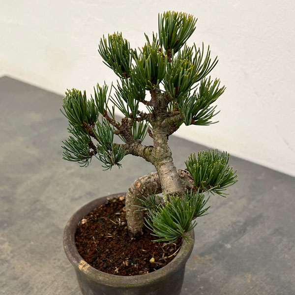 ゴヨウマツ（五葉松）：小品盆栽 25-05