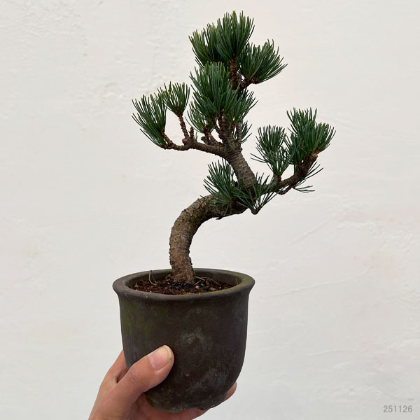 ゴヨウマツ（五葉松）：小品盆栽 25-06