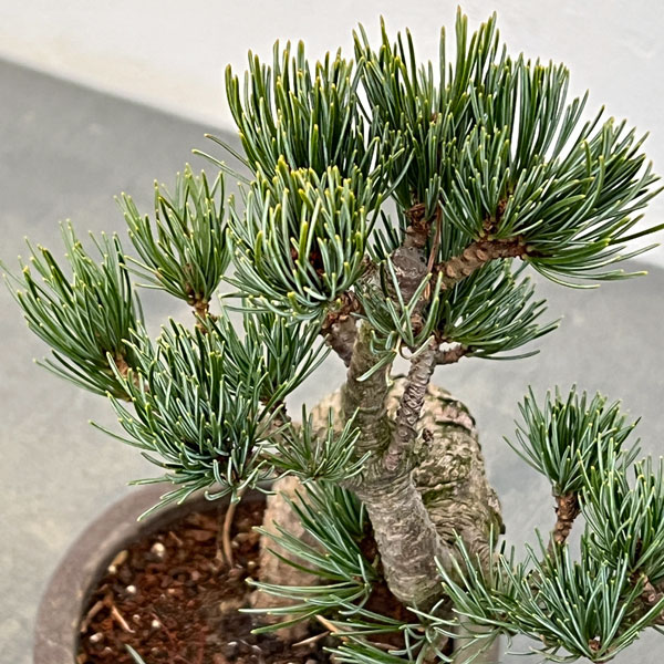 ゴヨウマツ（五葉松）：小品盆栽 25-06