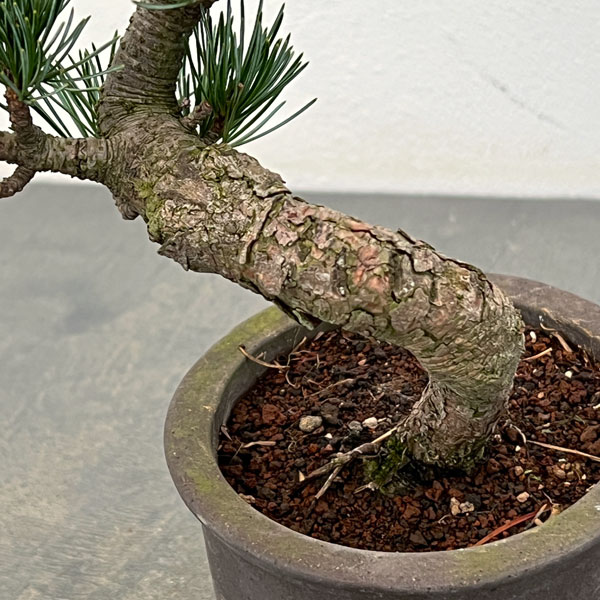 ゴヨウマツ（五葉松）：小品盆栽 25-06