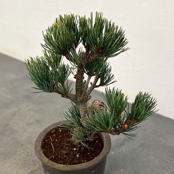 ゴヨウマツ（五葉松）：小品盆栽 25-06
