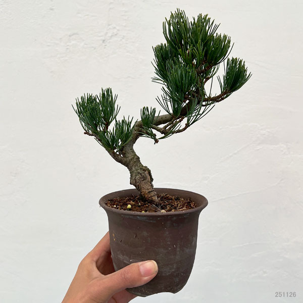 ゴヨウマツ（五葉松）：小品盆栽 25-07