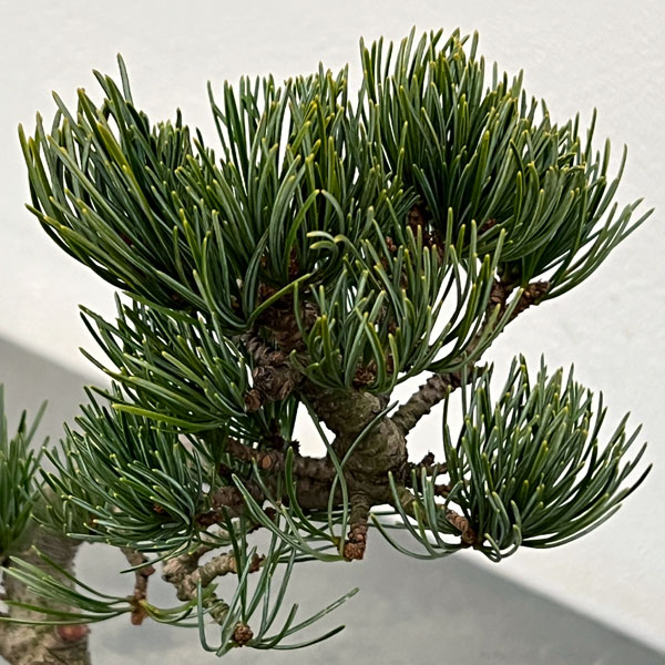 ゴヨウマツ（五葉松）：小品盆栽 25-07