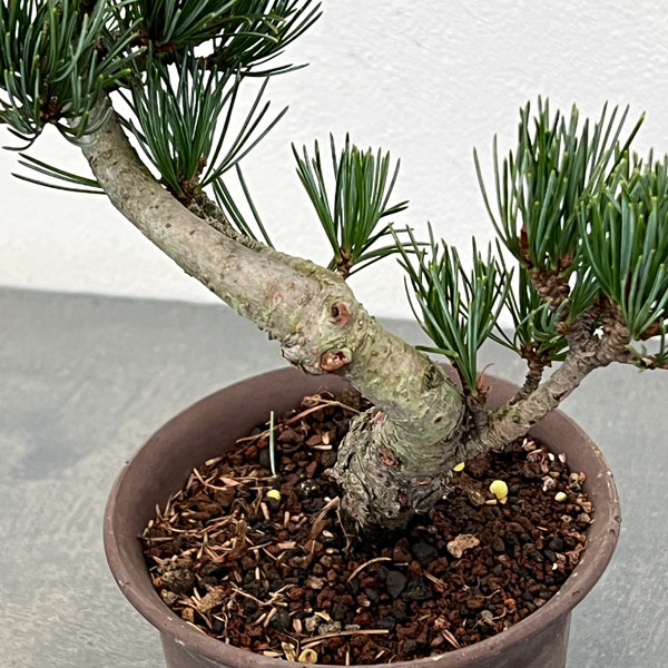 ゴヨウマツ（五葉松）：小品盆栽 25-07