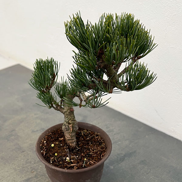 ゴヨウマツ（五葉松）：小品盆栽 25-07