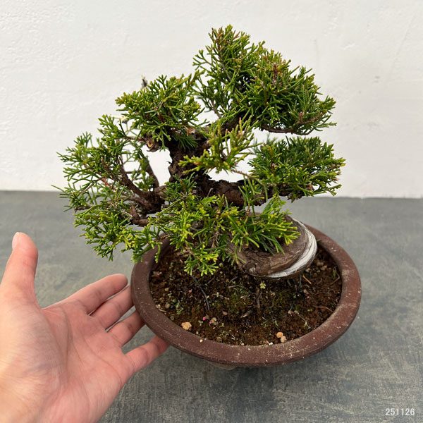真柏（シンパク）：小品盆栽