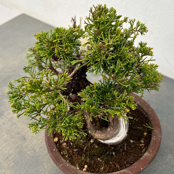 真柏（シンパク）：小品盆栽