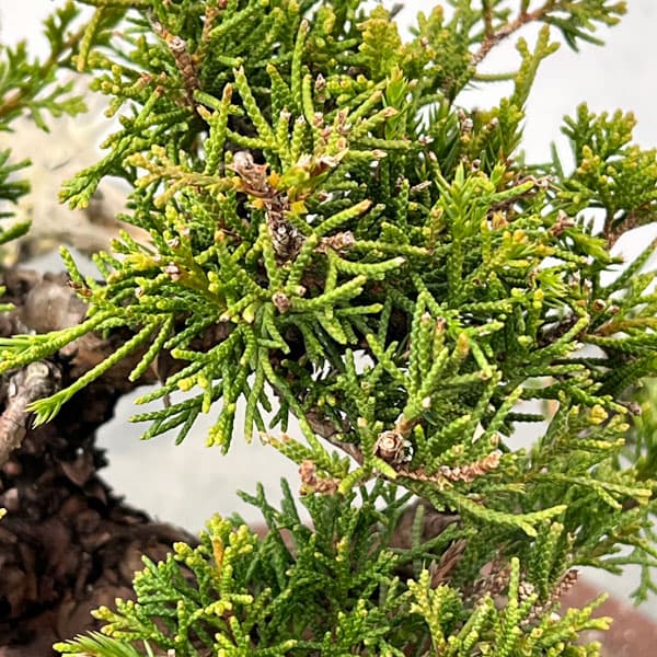 真柏（シンパク）：小品盆栽