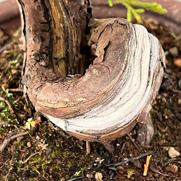 真柏（シンパク）：小品盆栽