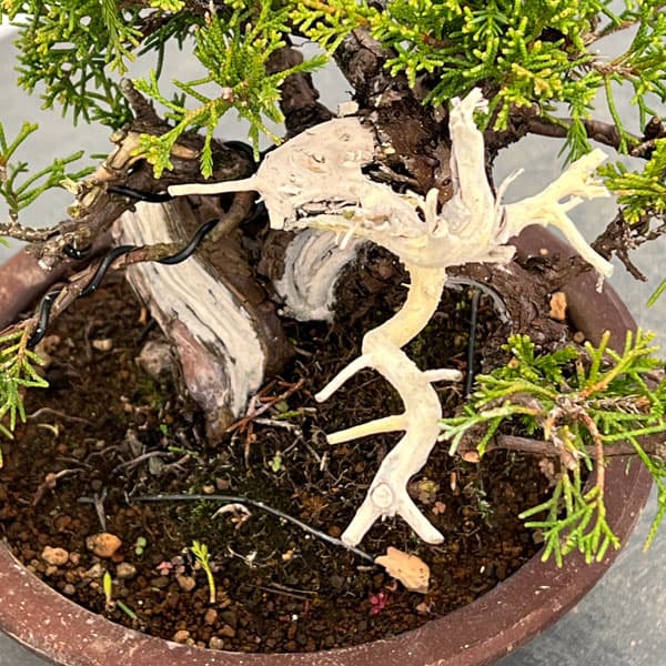 真柏（シンパク）：小品盆栽