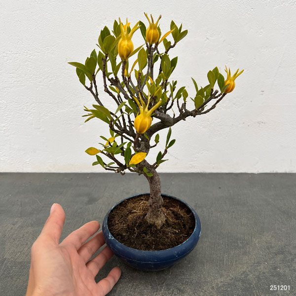 クチナシ：曲がり（実付き）陶器鉢植え