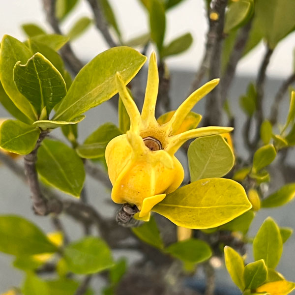 クチナシ：曲がり（実付き）陶器鉢植え