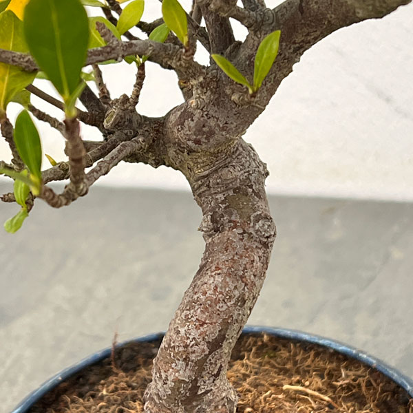 クチナシ：曲がり（実付き）陶器鉢植え