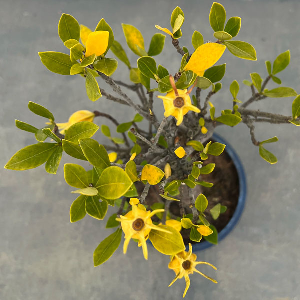 クチナシ：曲がり（実付き）陶器鉢植え