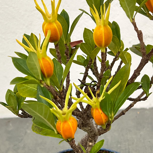 クチナシ：曲がり（実付き）陶器鉢植え