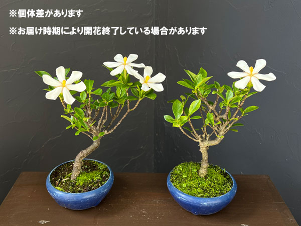園芸ネット本店｜クチナシ：曲がり プラ鉢植え の通販【公式】