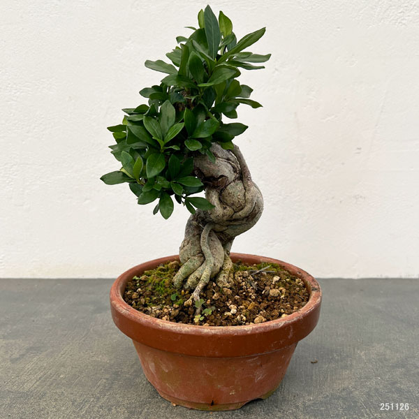 クチナシ：極太　陶器鉢植え25-01