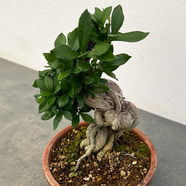 クチナシ：極太　陶器鉢植え25-01