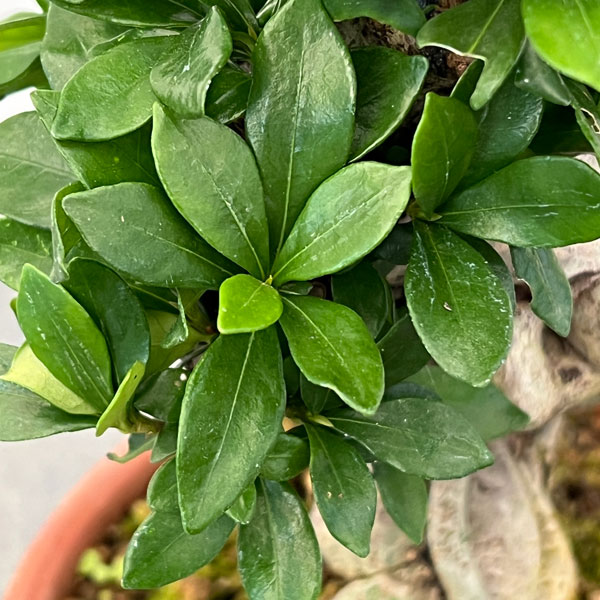 クチナシ：極太　陶器鉢植え25-01