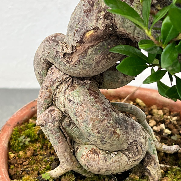 クチナシ：極太　陶器鉢植え25-01