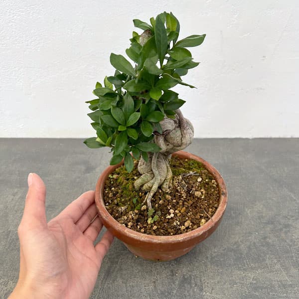 クチナシ：極太　陶器鉢植え25-01