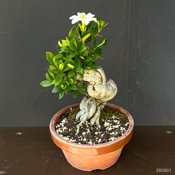 園芸ネット本店｜クチナシ：極太 陶器鉢植え25-01 の通販【公式】