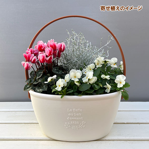 季節のミニ寄せ植え:ビオラももか みるくももか(ワンハンドプランター・ホワイト)
