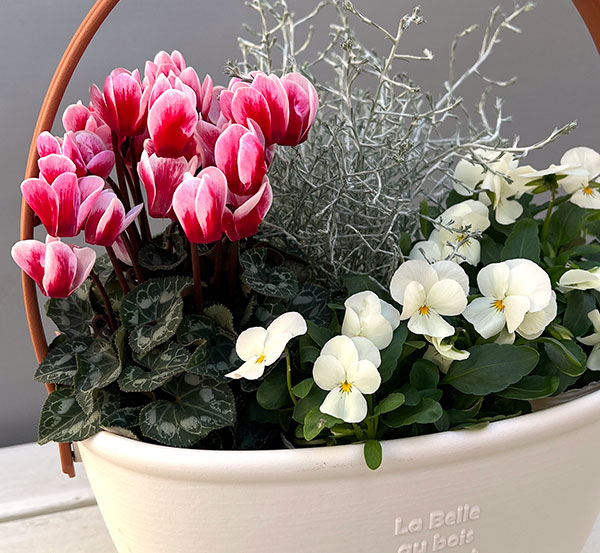 季節のミニ寄せ植え:ビオラももか みるくももか(ワンハンドプランター・ホワイト)