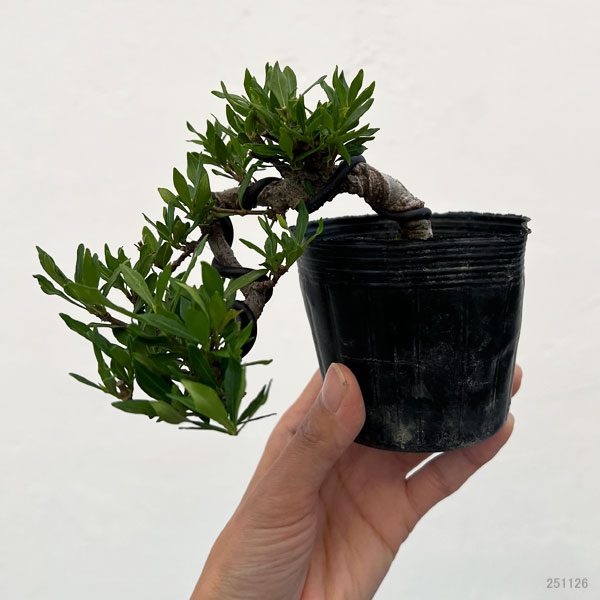 クチナシ：一寸法師（懸崖仕立て）3号ポット25-01