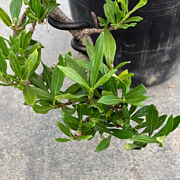 クチナシ：一寸法師（懸崖仕立て）3号ポット25-01