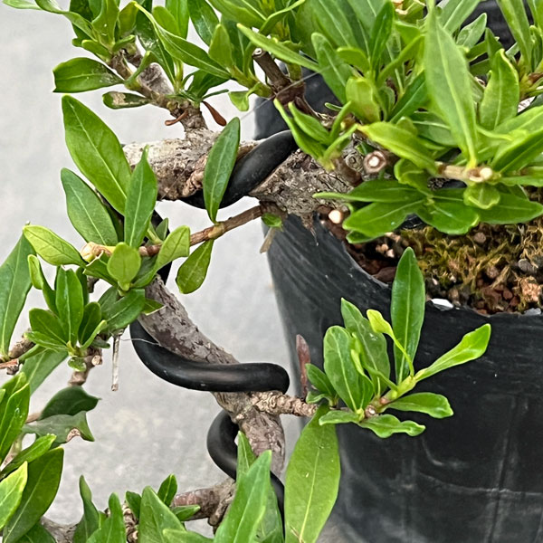 クチナシ：一寸法師（懸崖仕立て）3号ポット25-01