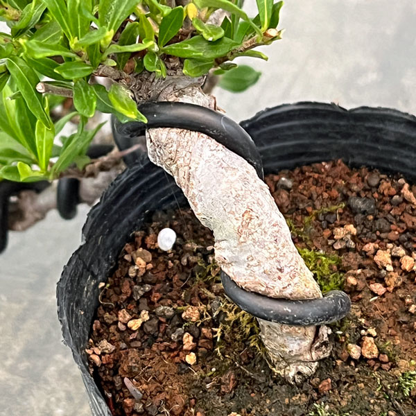 クチナシ：一寸法師（懸崖仕立て）3号ポット25-01