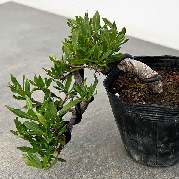 クチナシ：一寸法師（懸崖仕立て）3号ポット25-01