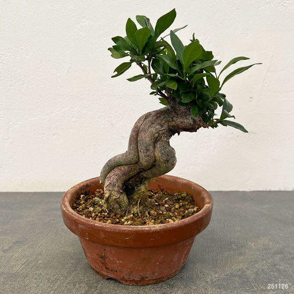 クチナシ：極太　陶器鉢植え25-02