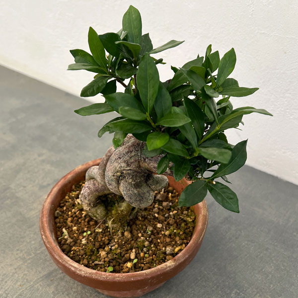 クチナシ：極太　陶器鉢植え25-02