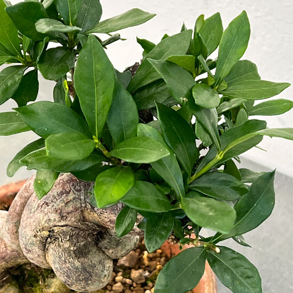 クチナシ：極太　陶器鉢植え25-02