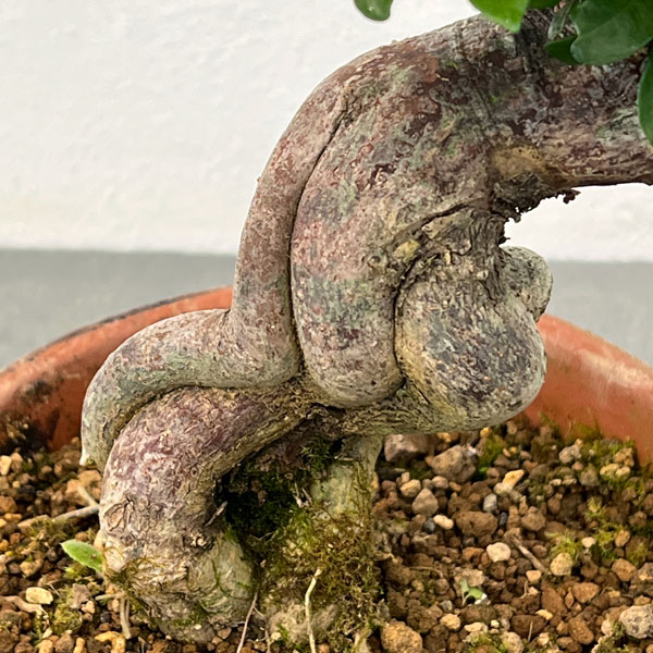 クチナシ：極太　陶器鉢植え25-02