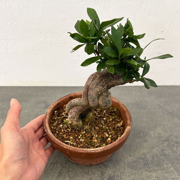 クチナシ：極太　陶器鉢植え25-02