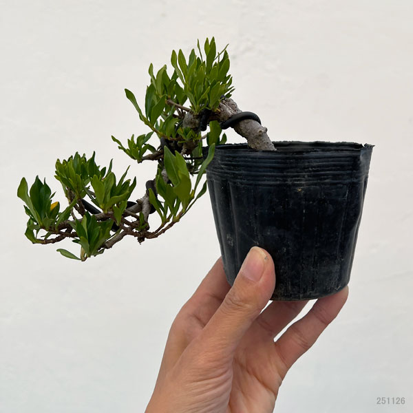 クチナシ：一寸法師（懸崖仕立て）3号ポット25-02