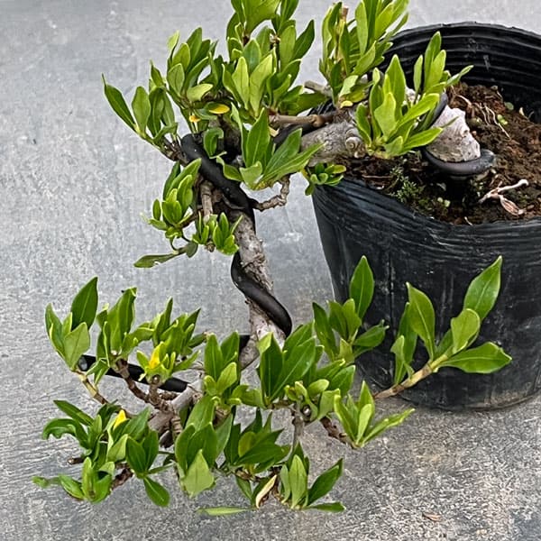 クチナシ：一寸法師（懸崖仕立て）3号ポット25-02