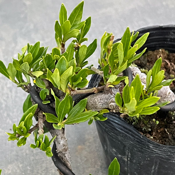 クチナシ：一寸法師（懸崖仕立て）3号ポット25-02